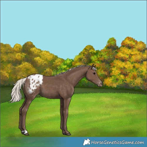 Horse Color:Silver Black Appaloosa 