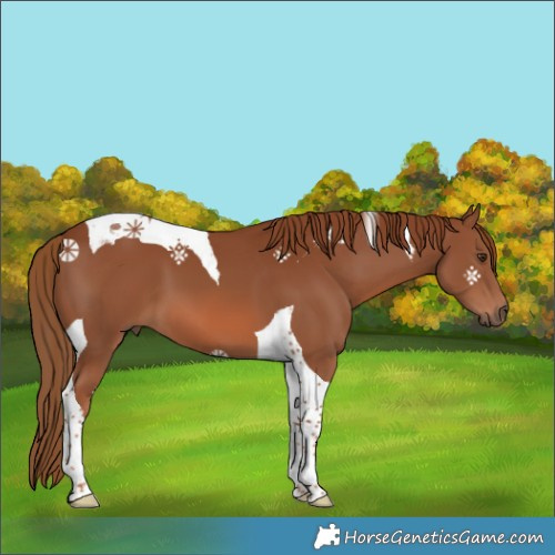 Horse Color:Chestnut Tobiano 