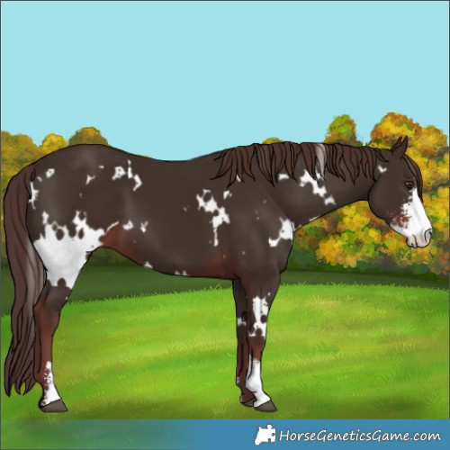 Horse Color:White Spotted Liver Chestnut Sabino 