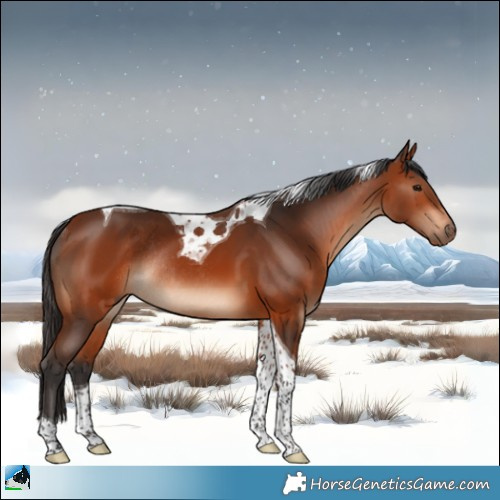 Horse Color:Bay Tobiano Rabicano