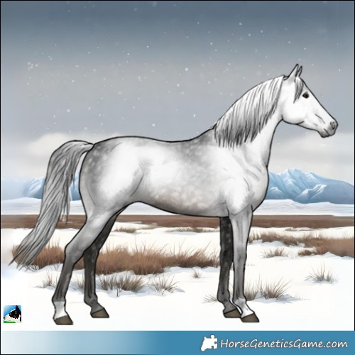 Horse Color:Gray Black Rabicano 