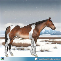 Horse Color:Brown Tobiano Rabicano 