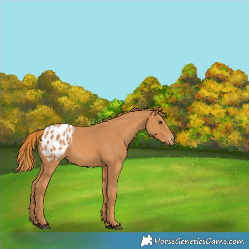 Horse Color:Chestnut Appaloosa 