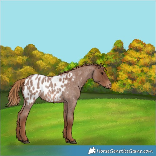 Horse Color:Red Roan Appaloosa 