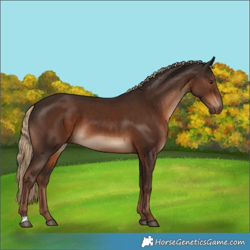 Horse Color:Liver Chestnut 