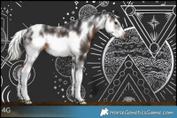 Horse Color:Gray Silver Bay Sabino Frame Rabicano 