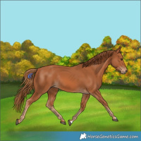 Horse Color:Chestnut Rabicano 