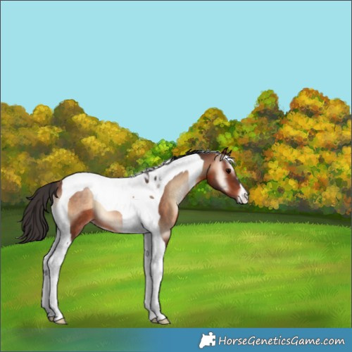 Horse Color:Brown Onyx Tobiano 