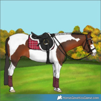 Horse Color:Brown Tobiano