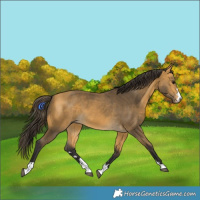 Horse Color:Buckskin 
