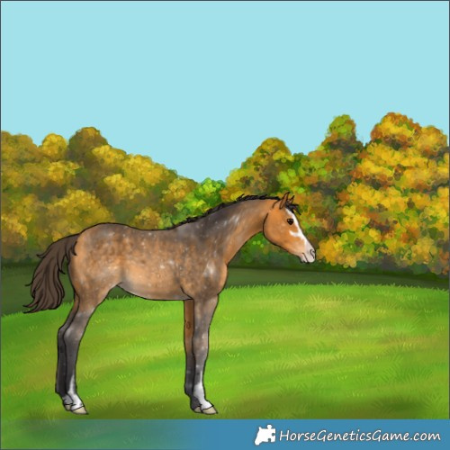 Horse Color:Buckskin Sabino 