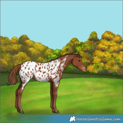 Horse Color:Chestnut Appaloosa 