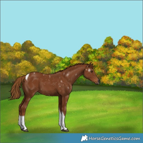 Horse Color:Gray Chestnut Tobiano 