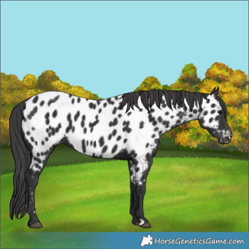 Horse Color:Black Appaloosa 