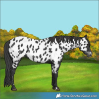 Horse Color:Black Appaloosa 