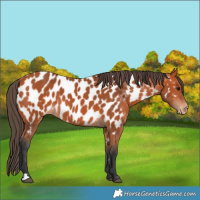 Horse Color:Bay Appaloosa 