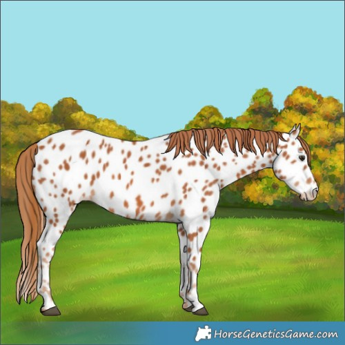 Horse Color:Chestnut Appaloosa