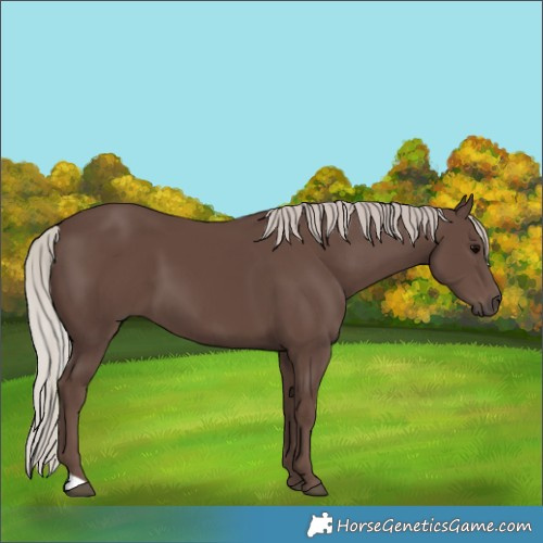 Horse Color:Silver Black
