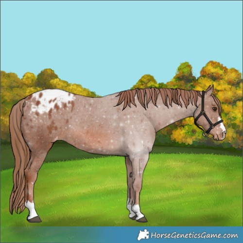 Horse Color:Chestnut Appaloosa 