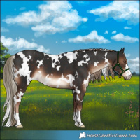 Horse Color:White Spotted Liver Chestnut 