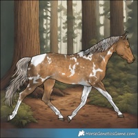 Horse Color:White Spotted Chocolate Palomino Tobiano Rabicano 