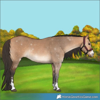 Horse Color:Bay Dun