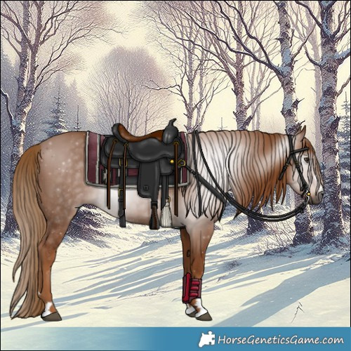 Horse Color:Gray Chestnut 