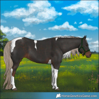 Horse Color:Liver Chestnut Tobiano 