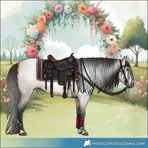 Horse Color:Gray Buckskin Roan 
