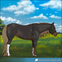 Horse Color:Liver Chestnut Tobiano