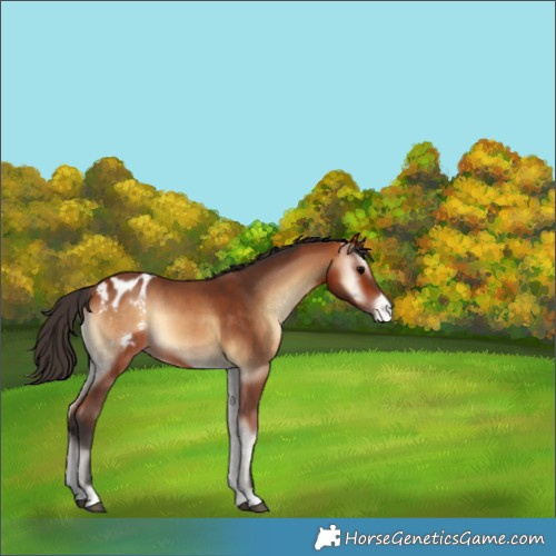 Horse Color:Bay Onyx Appaloosa