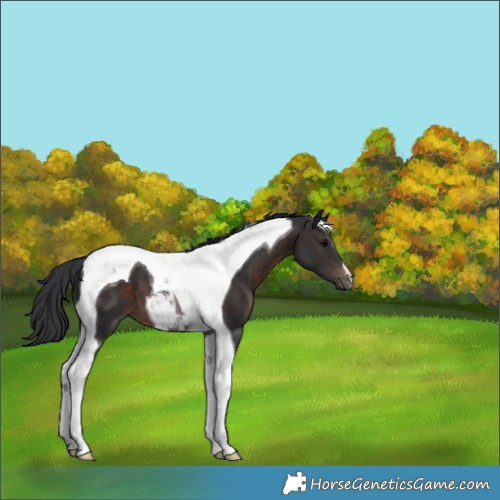 Horse Color:Brown Tobiano 