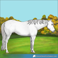 Horse Color:Gray White Spotted Liver Red Roan Appaloosa Rabicano 