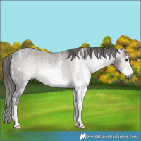 Horse Color:Gray White Spotted Liver Red Roan Appaloosa Rabicano 