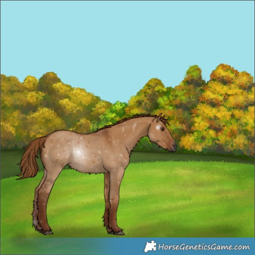 Horse Color:Gray Red Dun