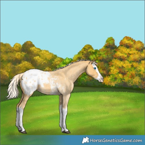 Horse Color:Palomino Roan Splash Appaloosa