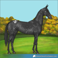 Horse Color:Black Appaloosa 