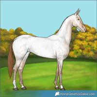 Horse Color:Brown Roan Pearl Dun Near Leopard Rabicano 