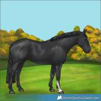 Horse Color:Black 
