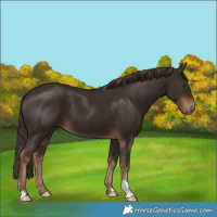 Horse Color:Liver Chestnut 