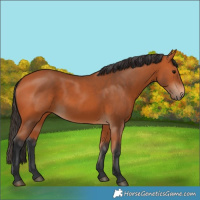 Horse Color:Bay 
