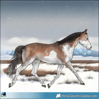 Horse Color:Bay Sabino Splash Rabicano