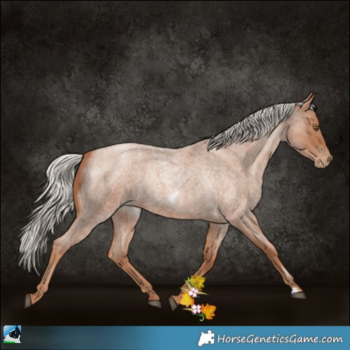 Horse Color:Silver Blue Roan Pearl Frame 