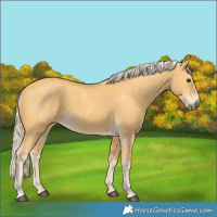 Horse Color:Palomino 