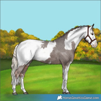 Horse Color:Liver Chestnut Sabino Splash Appaloosa  and Chocolate Palomino Sabino Splash Appaloosa 