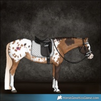 Horse Color:Liver Chestnut Sabino Splash Appaloosa and Chocolate Palomino Sabino Splash Appaloosa