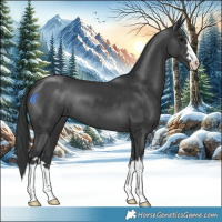 Horse Color:Black 