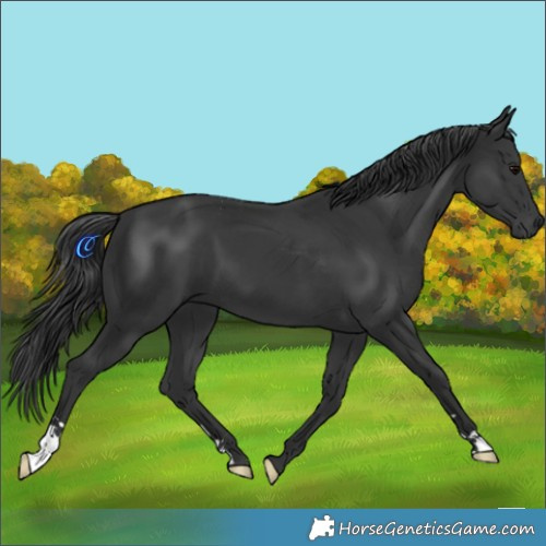 Horse Color:Black 