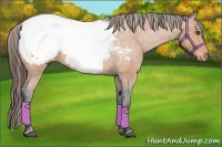 Horse Color:Bay Roan Appaloosa