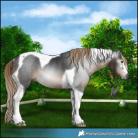 Horse Color:Gray Liver Chestnut Tobiano Rabicano